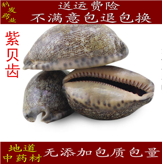 中药材紫贝齿 紫贝 文贝 紫贝子 南蛇牙齿 狗支螺500克25元包邮