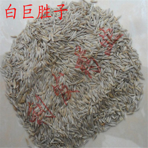 本店经营各种中药材 冷背中药材  矿石 花茶 经营宗旨  诚信经营 所卖药材全是正品 无硫 你的满意就是本店的追求 本店承诺7天无理由退换货 欢迎新老顾客光临