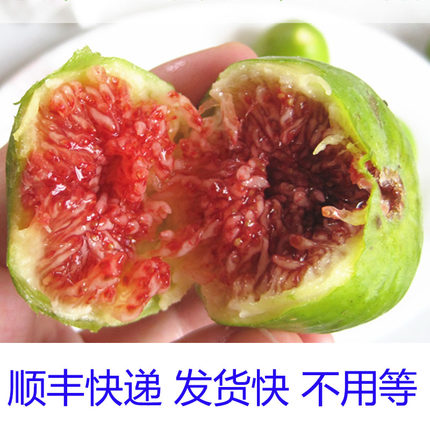 威海青皮无花果鲜果应季孕妇水果甜糯威海特产顺丰包邮