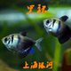 黑裙热带鱼小型热带鱼精品草缸观赏活体鱼新手鱼群游黑鳍鱼扯旗鱼