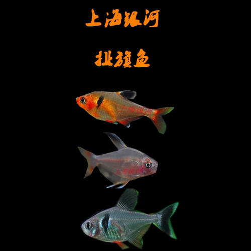 上海银河扯旗鱼淡水热带易饲养