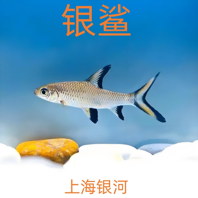 银鲨鱼淡水小型鱼热带观赏鱼