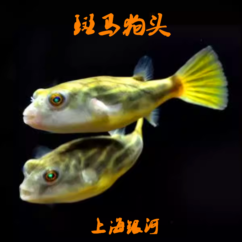 河豚鱼热带淡水鱼鼓气观赏鱼好养