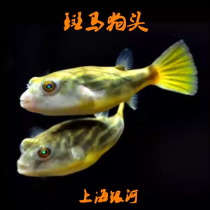河豚鱼热带淡水鱼鼓气观赏鱼好养