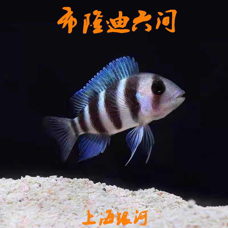 三湖慈鲷鱼 布隆迪六间 鹅头皇冠 坦鲷 萨伊蓝 活体热带 观赏鱼