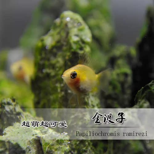 观赏鱼热带鱼金波子宝蓝球