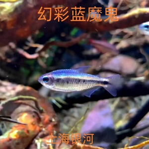 幻彩蓝魔灯鱼热带观赏鱼