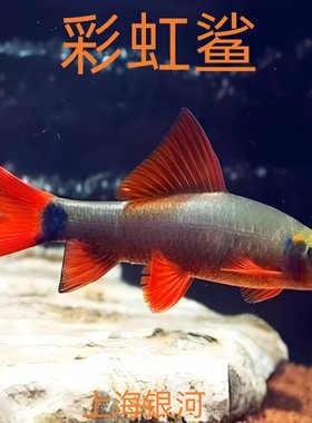 彩虹鲨鱼红尾黑鲨粉红鲨工具鱼