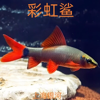 彩虹鲨鱼红尾黑鲨粉红鲨工具鱼