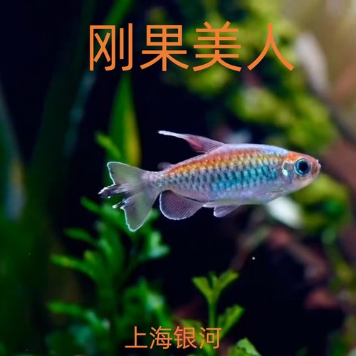 刚果美人鱼草缸热带淡水群游鱼
