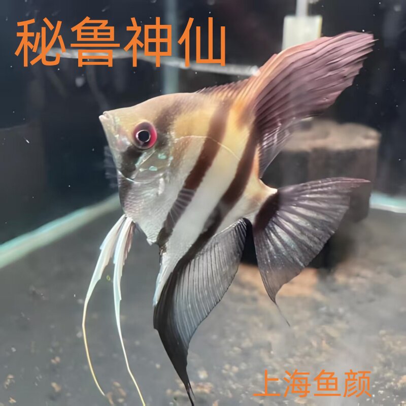 神仙鱼秘鲁神仙燕鱼热带鱼观赏鱼活体鱼埃及神仙鱼七彩神仙热带鱼