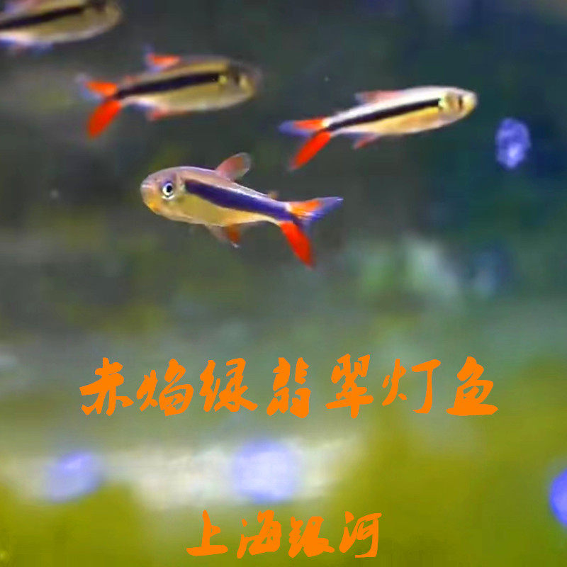 赤焰绿翡翠灯鱼南美进口小型灯鱼稀有品种红尾炽焰翡翠绿灯鱼活体