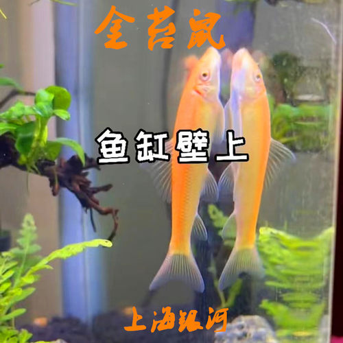 鼠鱼热带大淡水除藻吃垃圾工具鱼