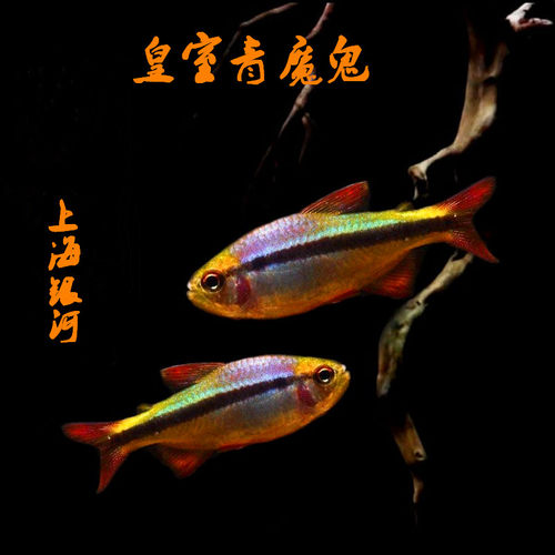 皇室青魔鬼鱼灯科鱼热带活体鱼