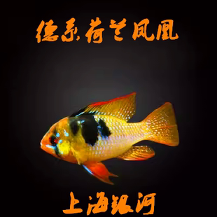 德系荷兰凤凰鱼 短鲷鱼长身凤凰鱼金波子鱼热带观赏小型鱼活体鱼