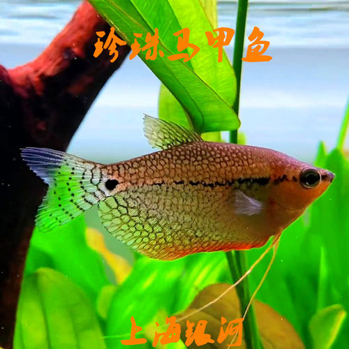 丝足鱼热带淡水鱼好养好看观赏鱼