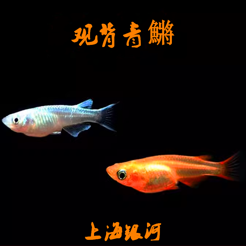 淡水鱼广温无需加温颜色鲜艳