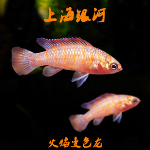 火焰变色龙鱼红绿灯鱼观赏热带鱼孔雀鱼淡水鱼宠物鱼高端灯科鱼