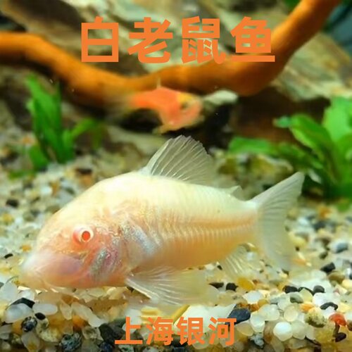 热带淡水观赏工具鱼鼠鱼底层鱼