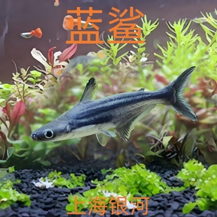 蓝鲨观赏鱼金苔鼠鱼工具鱼清洁鱼热带淡水鱼群游鱼大型鱼龙鱼配鱼