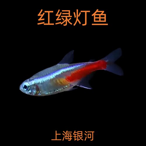 红绿灯鱼活体观赏鱼小型灯科鱼