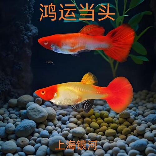 鸿运当头孔雀鱼热带鱼血红孔雀鱼