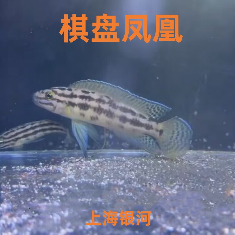 棋盘凤凰鱼三湖坦鲷慈鲷淡水鱼热带鱼观赏鱼凤凰短鲷黄帆卷贝活体