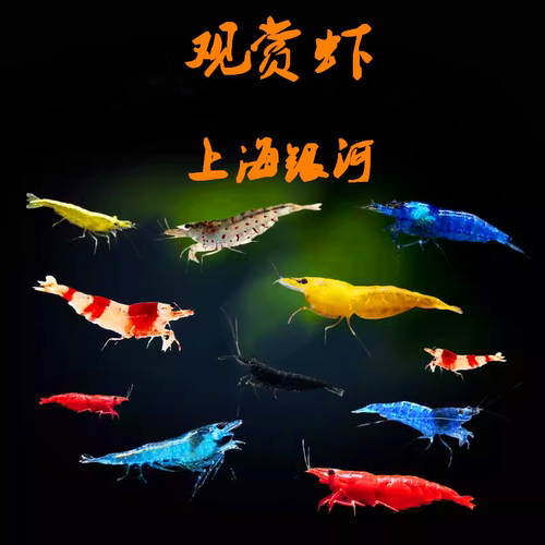 观赏虾除藻虾银河水族工具虾好养