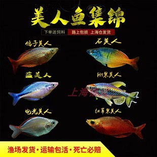 电光美人鱼小彩虹鱼草缸鱼淡水鱼热带鱼观赏鱼活体小热带鱼活体