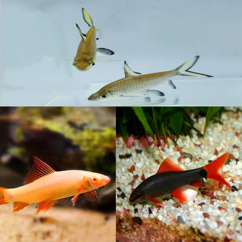 彩虹热带鱼活体红尾黑鲨