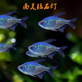 南美钻石灯鱼草缸混养小型鱼淡水热带鱼高端稀有灯科鱼群游鱼活体