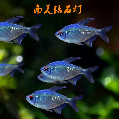 灯科鱼热带鱼群游小型淡水热带鱼