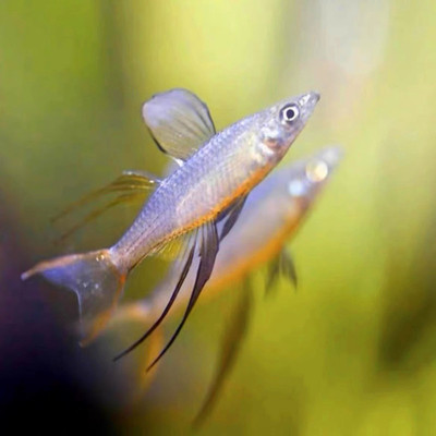 上海银河随机美人鱼热带淡水鱼