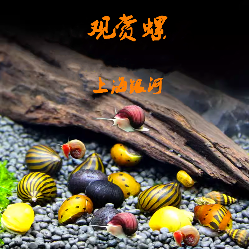 斑马螺洋葱螺黄金螺苹果螺神秘螺杀手螺工具螺除藻螺观赏螺-封面