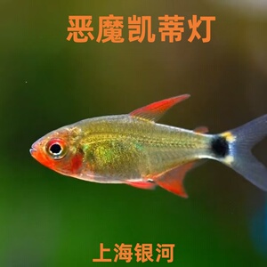 蝴蝶恶魔凯蒂灯鱼观赏鱼南美鱼