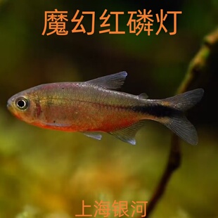 魔幻红鳞灯鱼观赏鱼草缸高端鱼小型热带鱼孔雀黑尾大勾群游活体鱼
