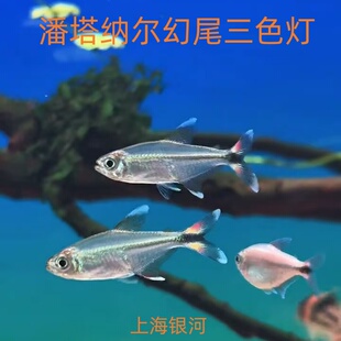 潘塔纳尔幻尾三色灯鱼小型鱼淡水热带鱼高端稀有灯科鱼群游鱼活体