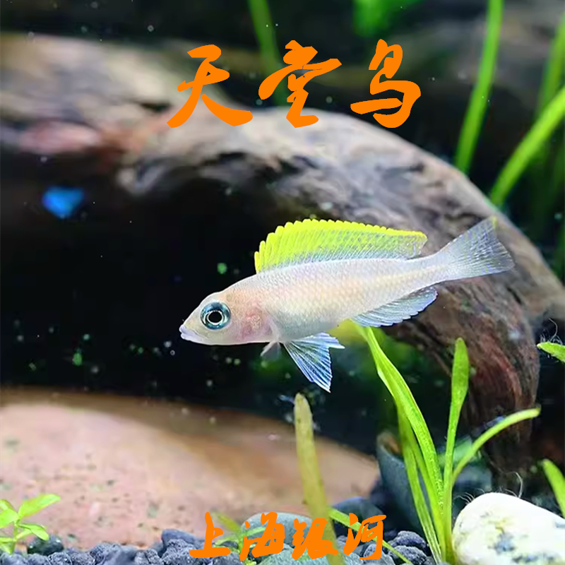 黄帆天堂鸟柠檬天堂鸟活体鱼鲷鱼小型鱼淡水热带观赏鱼群游练手鱼