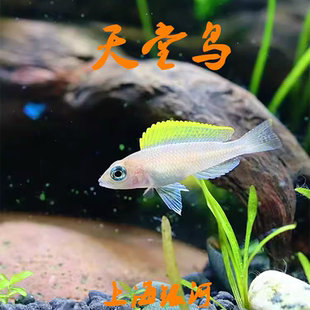 黄帆天堂鸟柠檬天堂鸟活体鱼鲷鱼小型鱼淡水热带观赏鱼群游练手鱼