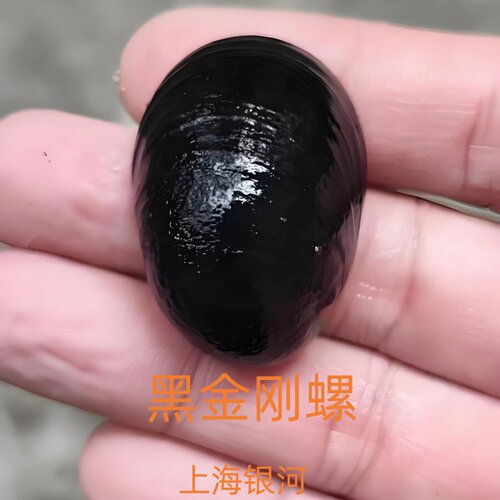 黑金刚螺观赏螺苹果螺除藻工具螺