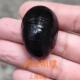 黑金刚螺观赏螺苹果螺彩蛋神秘黄金斑马洋葱清洁除藻工具螺活体螺