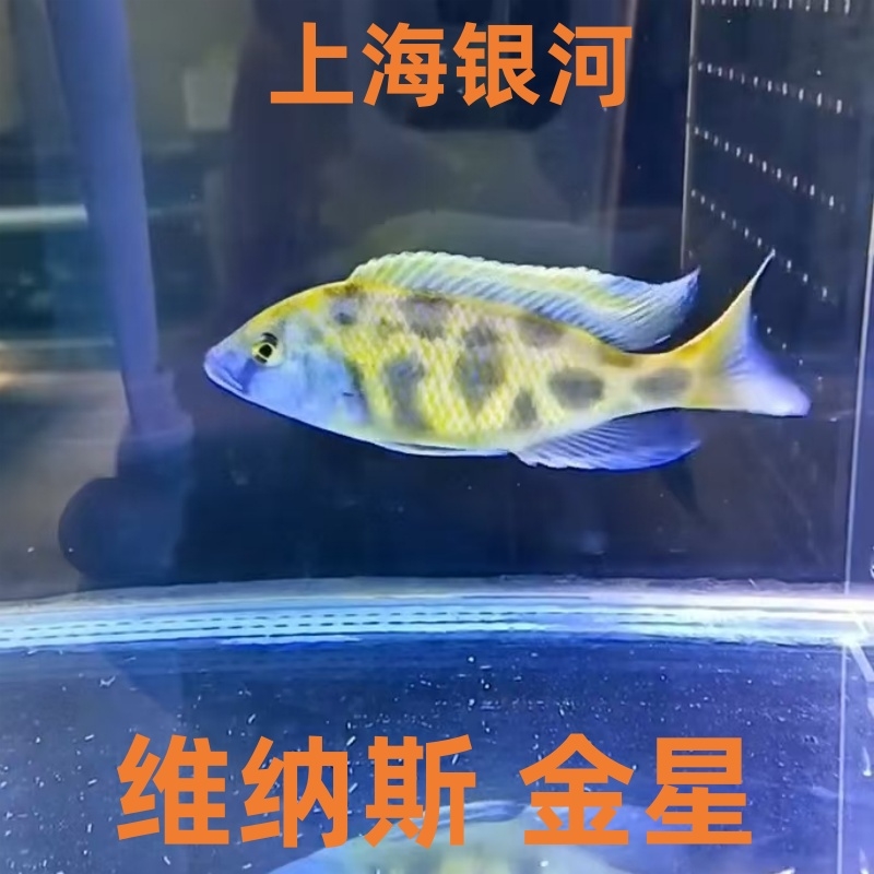 热带观赏鱼三湖慈鲷鱼马鲷鱼金星