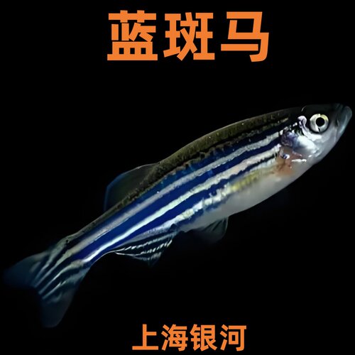 蓝斑马鱼活体小型热带观赏鱼