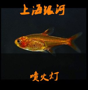 喷火灯小型鱼热带鱼淡水灯鱼火焰灯鱼草缸鱼群游宠物活体 包活 包邮