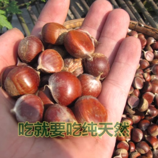 新鲜湖南纯天然500克生栗子