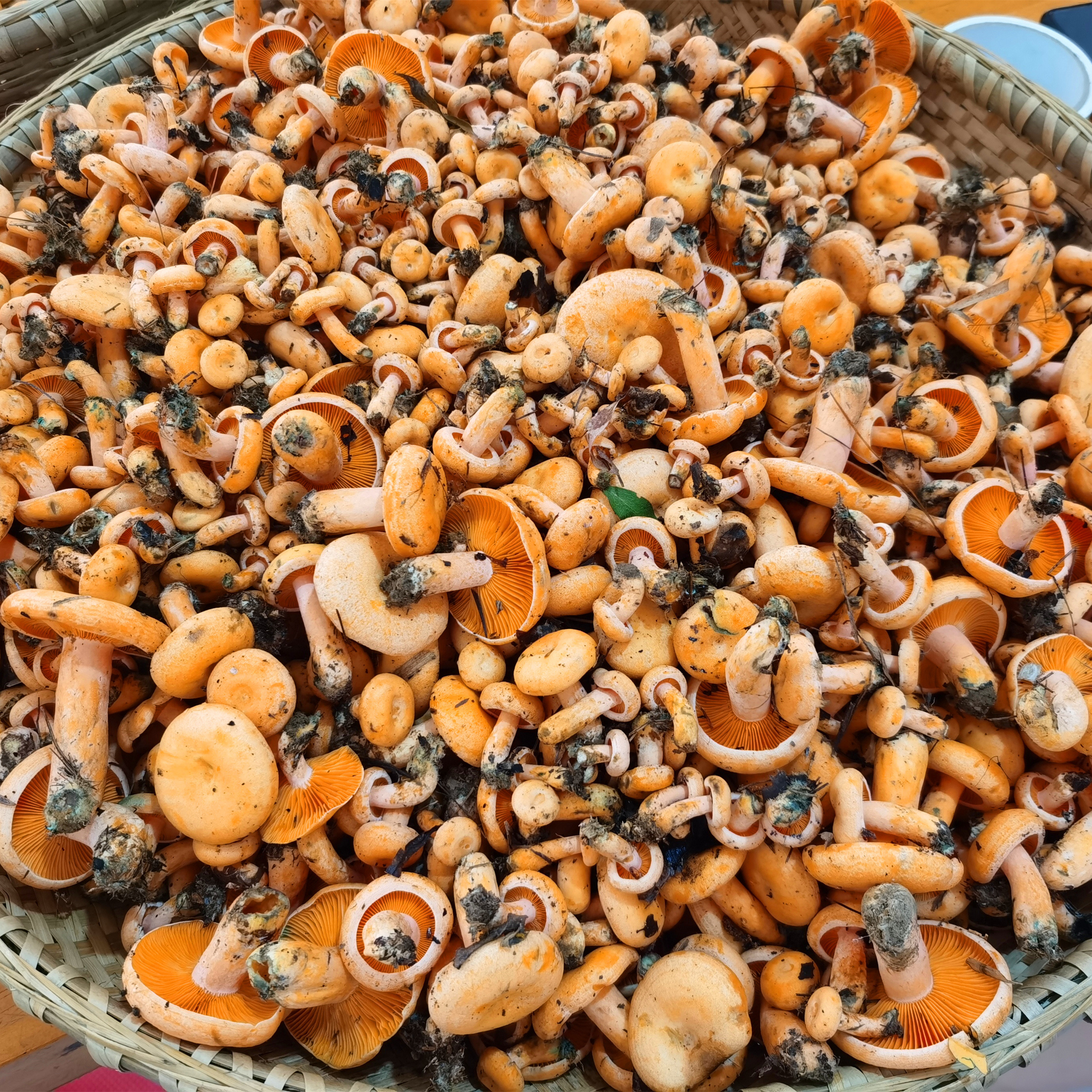 500克枞菌冷藏野生菌山珍