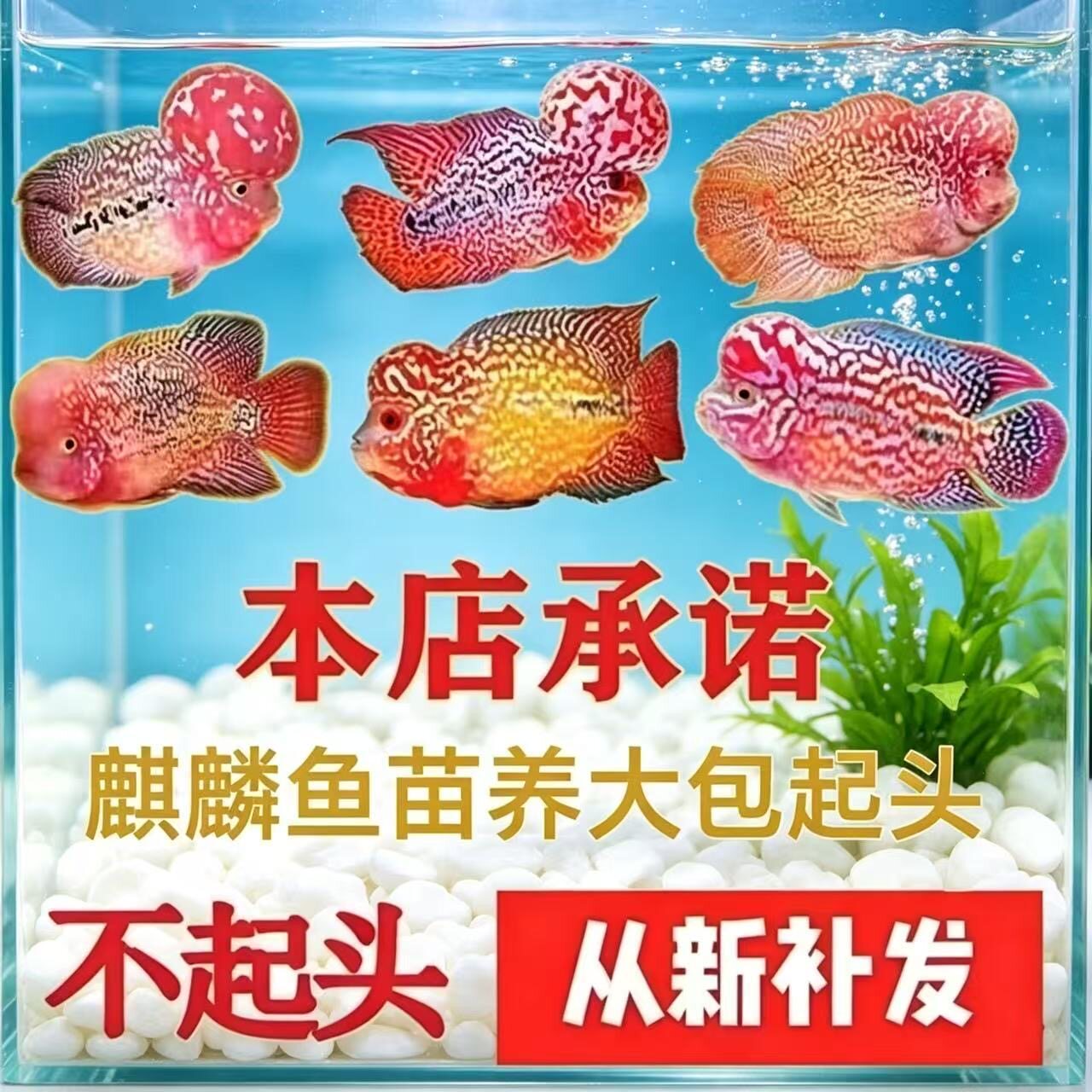 罗汉鱼苗活体新手易养包起头图片