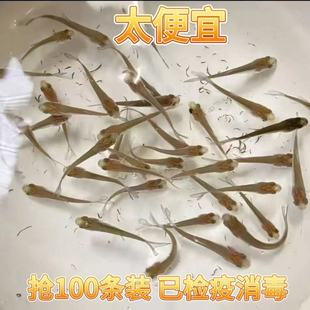 麦穗鱼鳑鲏鱼饲料鱼活体鱼苗淡水养殖小鱼龙鱼鳄龟饲料喂龟小鱼苗