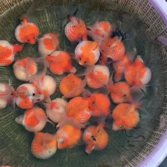 珍珠金鱼活体冷水鱼观赏鱼淡水鼠头珍珠兰寿蝶尾水泡猫狮黑白蝶舞图片