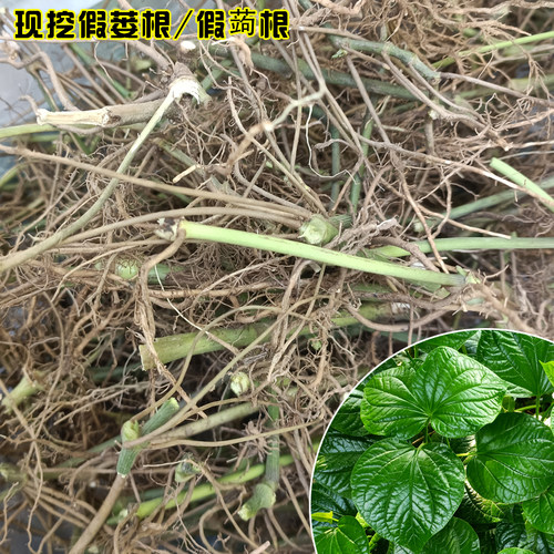 新鲜现挖假蒌纯根假蒌叶